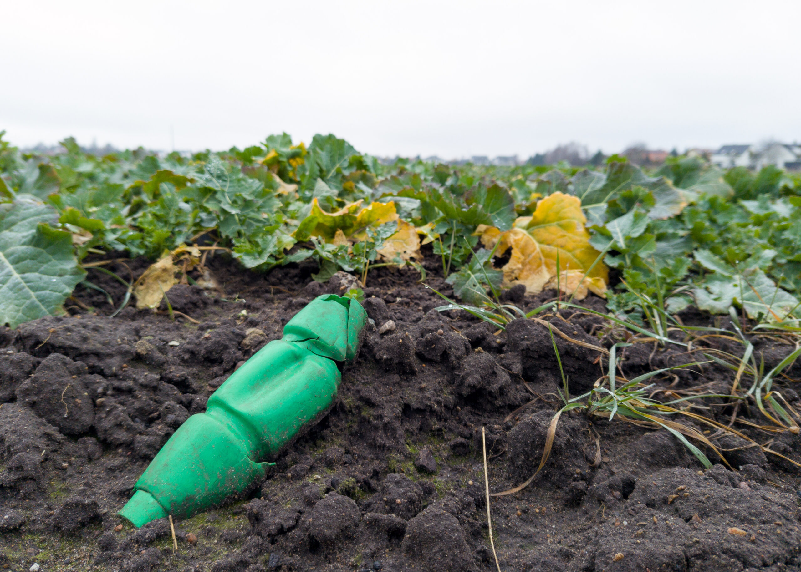 A crushed green plastic bottle buried in the soil of an agricultural field highlighting the issue of plastic waste pollution in nature.